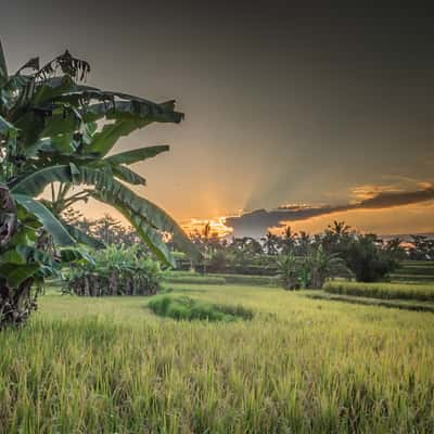 Campuhan ridge, Indonesia