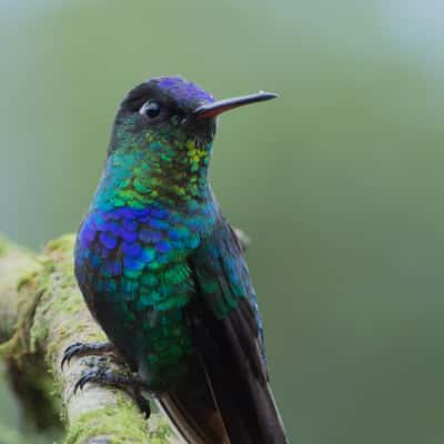 Hummingbird, Costa Rica