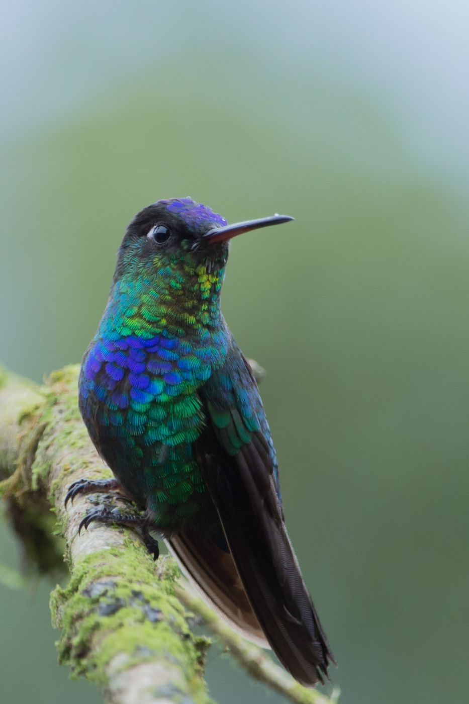 Hummingbird, Costa Rica
