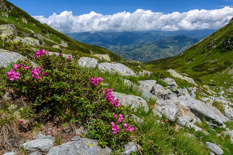 Iezer lake at Pietrosu Rodnei