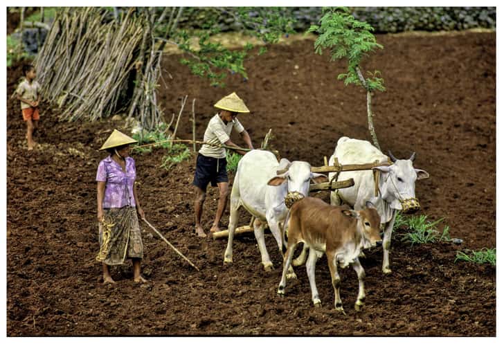 Java Indonesia