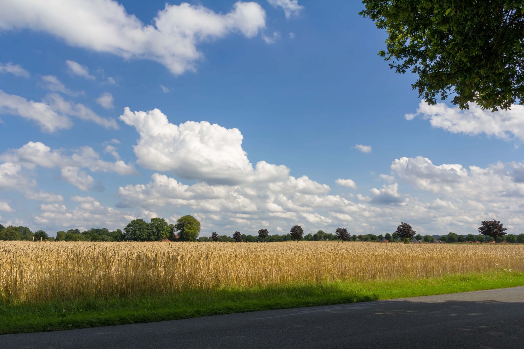 Landscape near Dümmer Lake, Germany