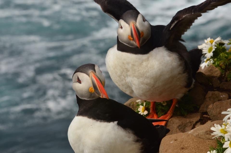 Puffin, Iceland