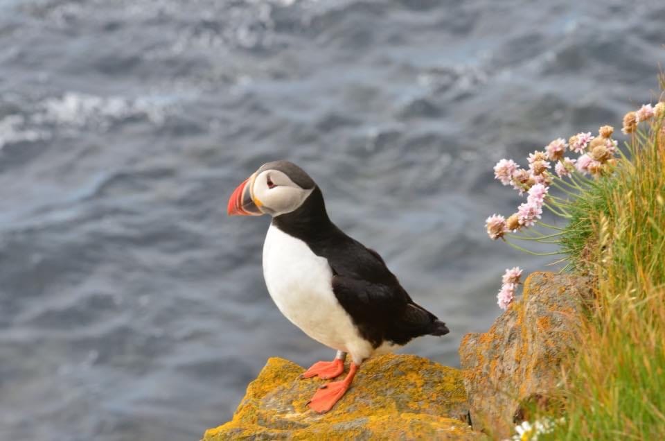 Puffin, Iceland