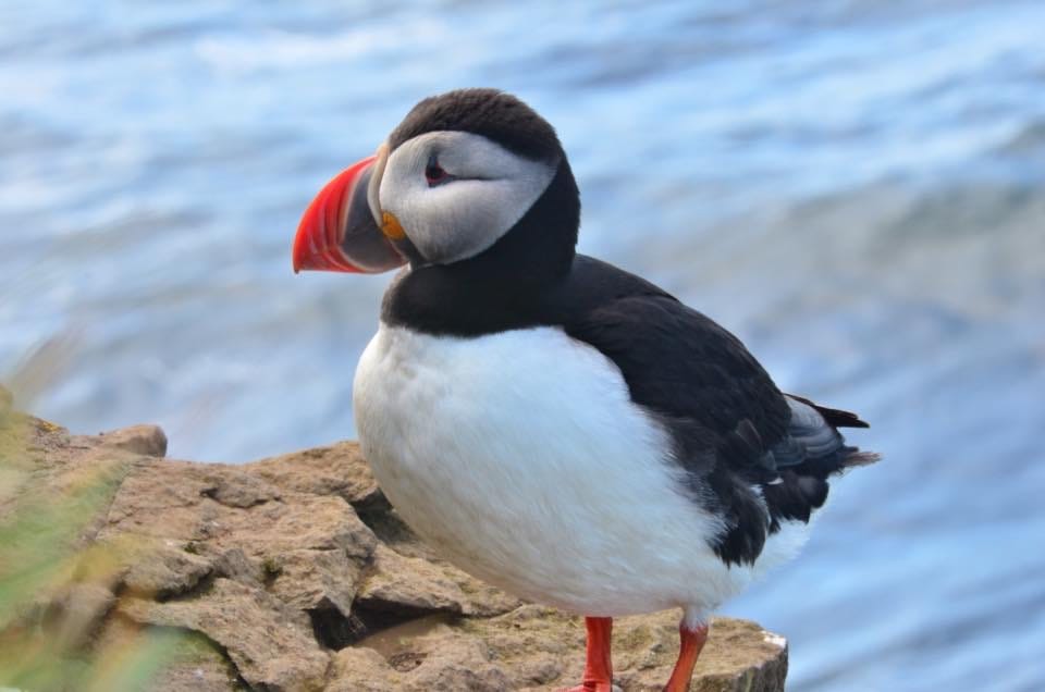 Puffin, Iceland