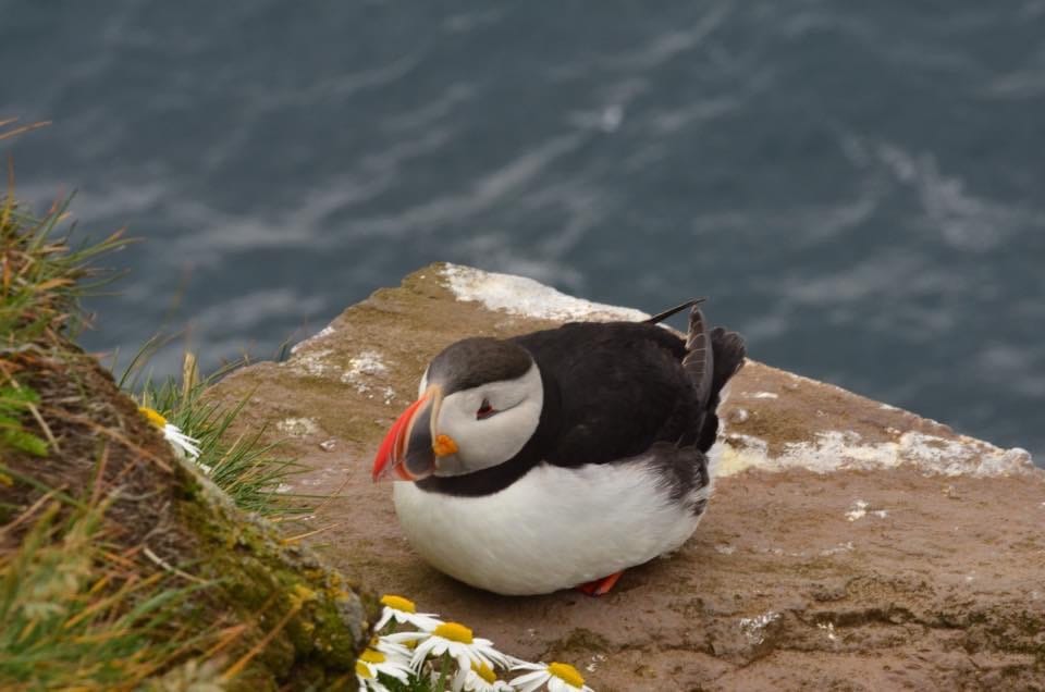 Puffin, Iceland