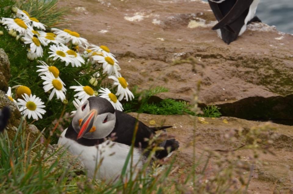 Puffin, Iceland