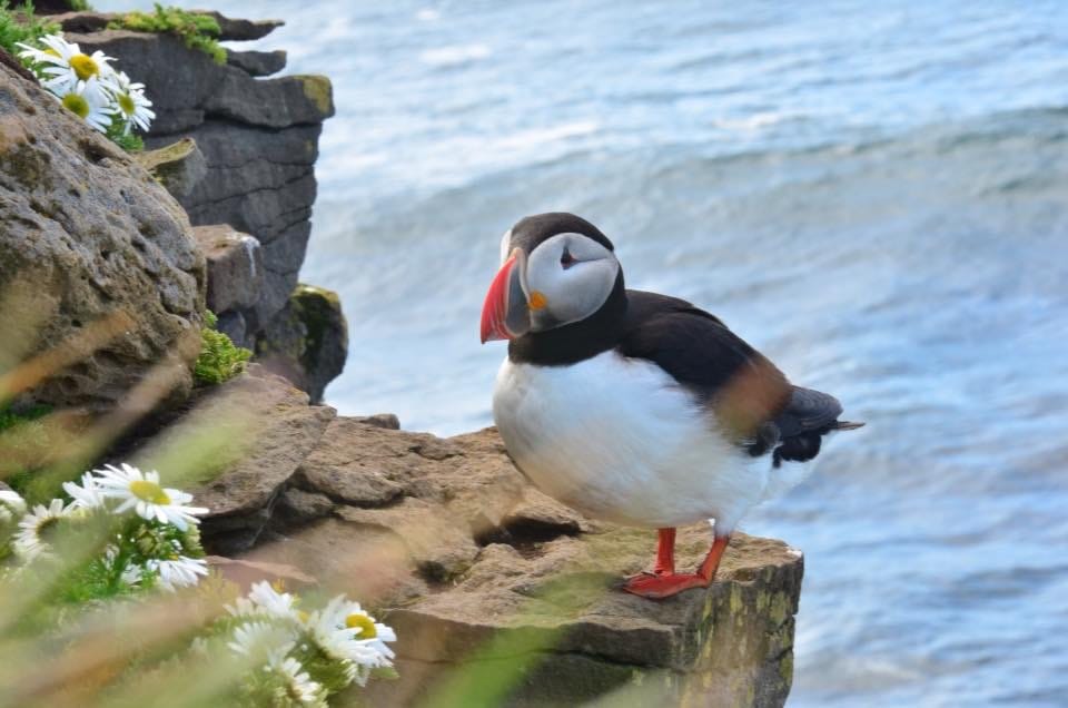 Puffin, Iceland
