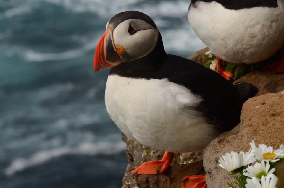 Puffin, Iceland