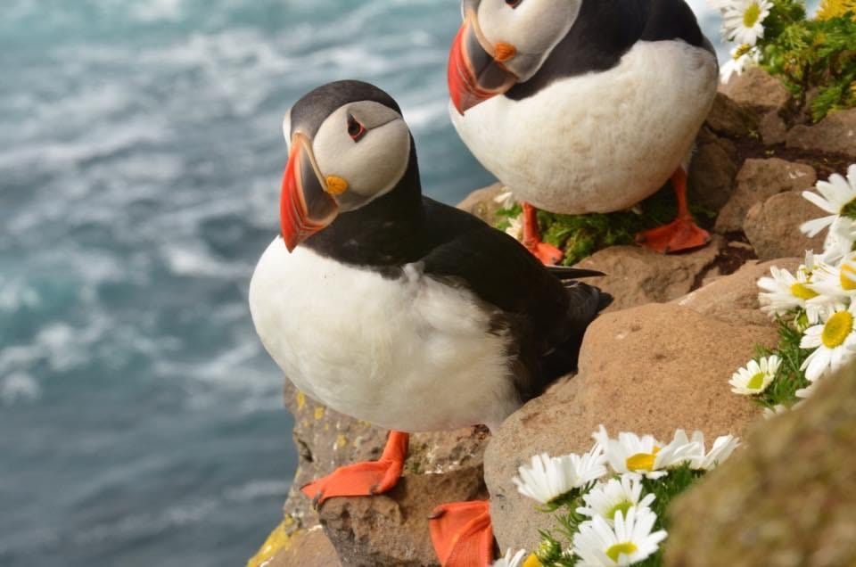 Puffin, Iceland