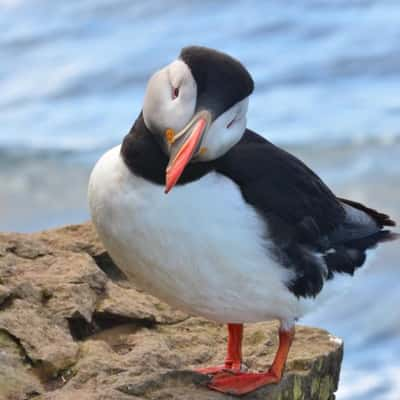 Latrabjarg bird sanctuary, Iceland