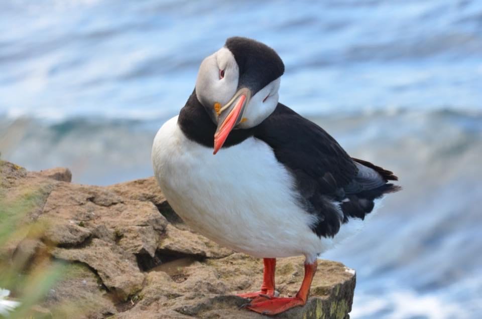 Puffin, Iceland