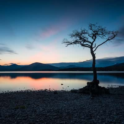 The lonely tree of Milarochy Bay, United Kingdom