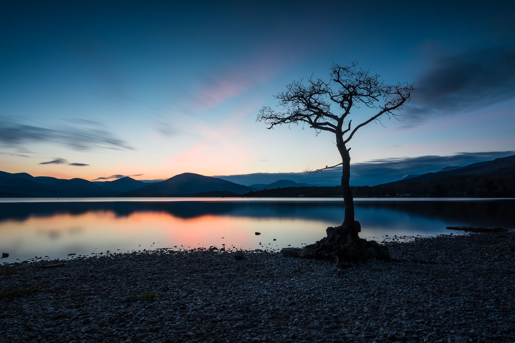The lonely tree of Milarochy Bay, United Kingdom