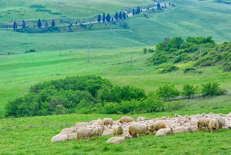 Murlo Countryside