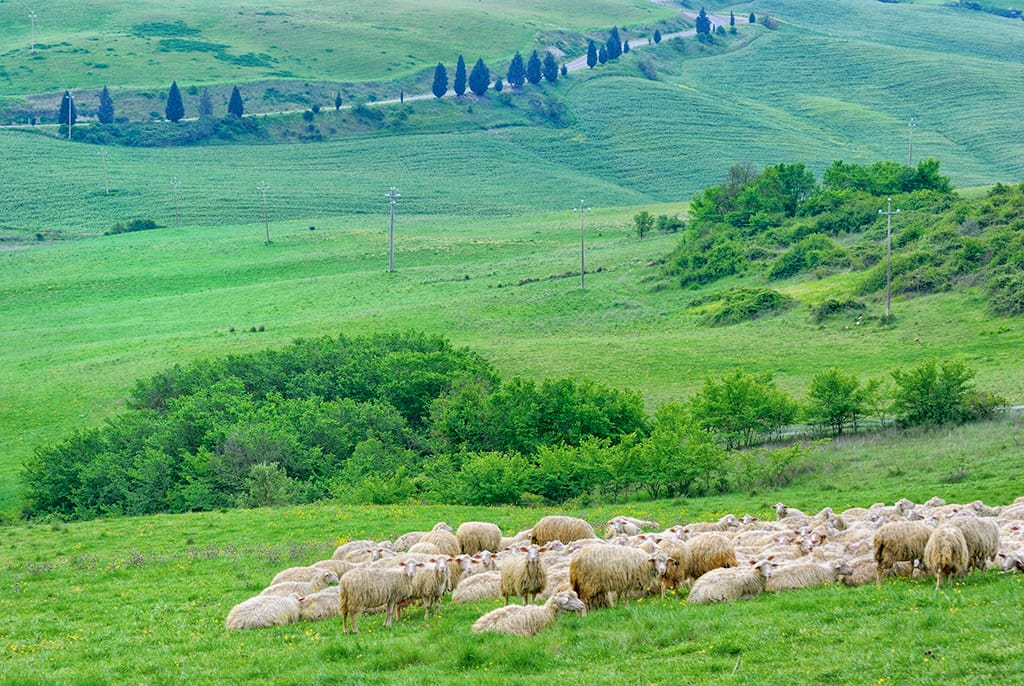 Murlo Countryside, Italy