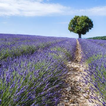 Not at Valensole, France