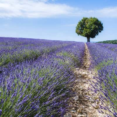 Not at Valensole, France