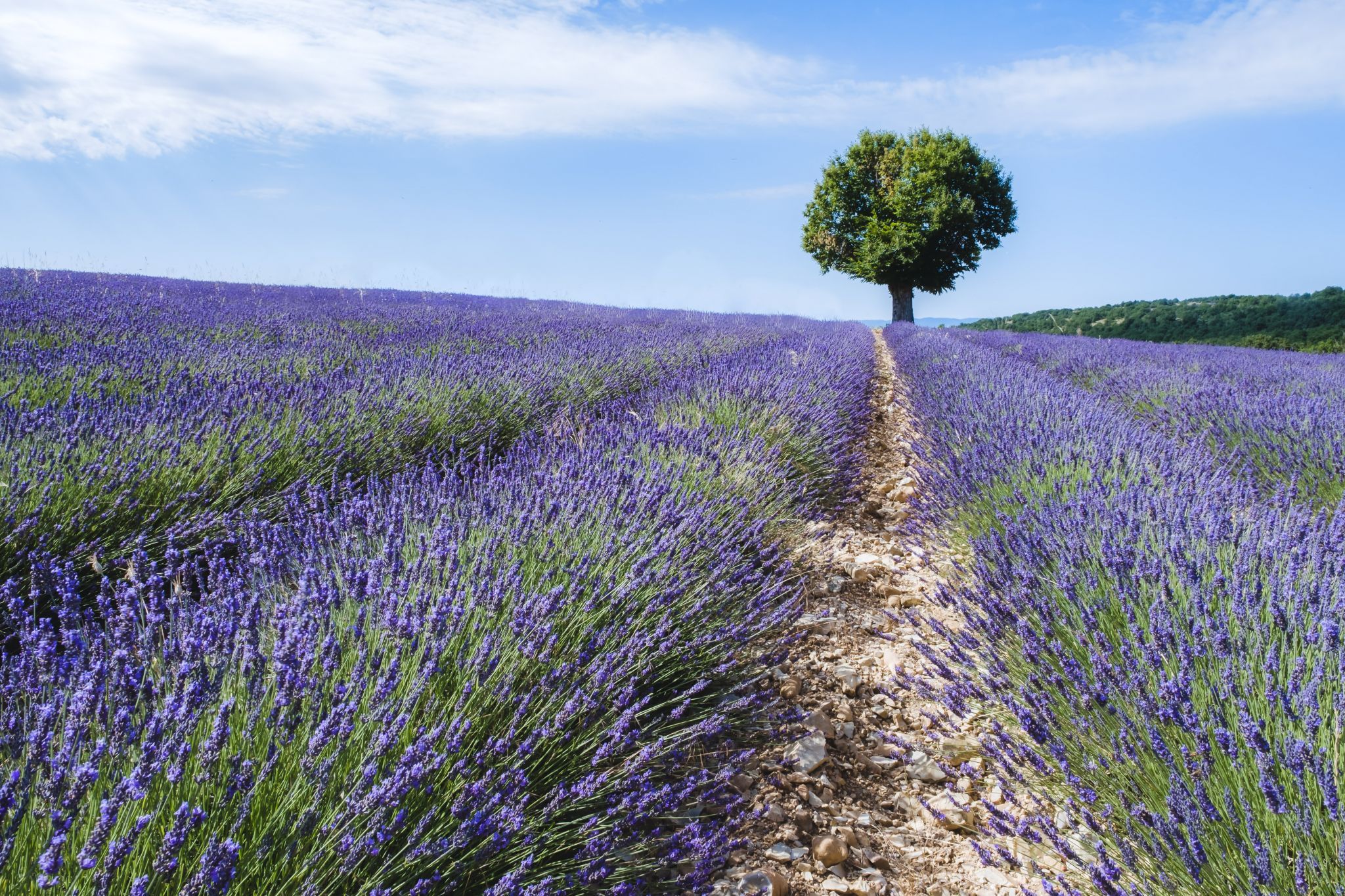 Not at Valensole, France