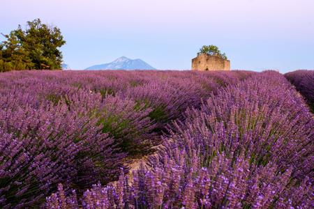 Old mas in lavender field