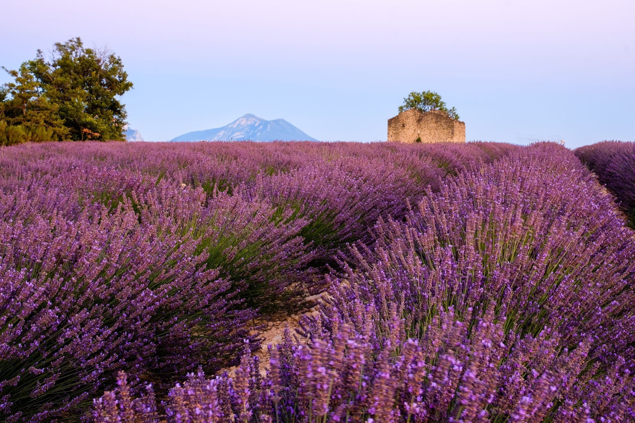 Old mas in lavender field, France