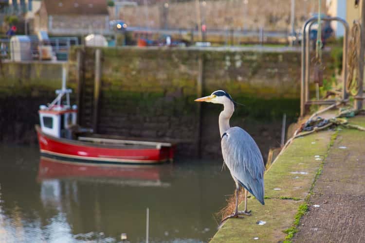 St. Andrews Pier