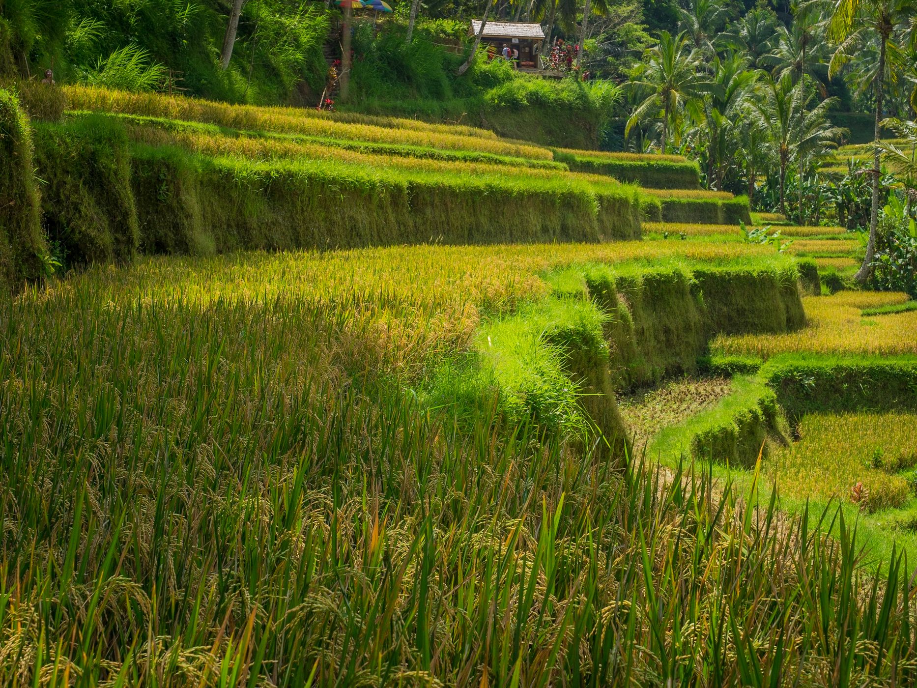 Tagalalang rice terrace, Indonesia