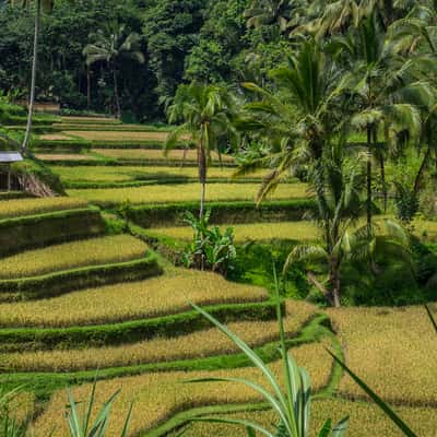 Tagalalang rice terrace, Indonesia