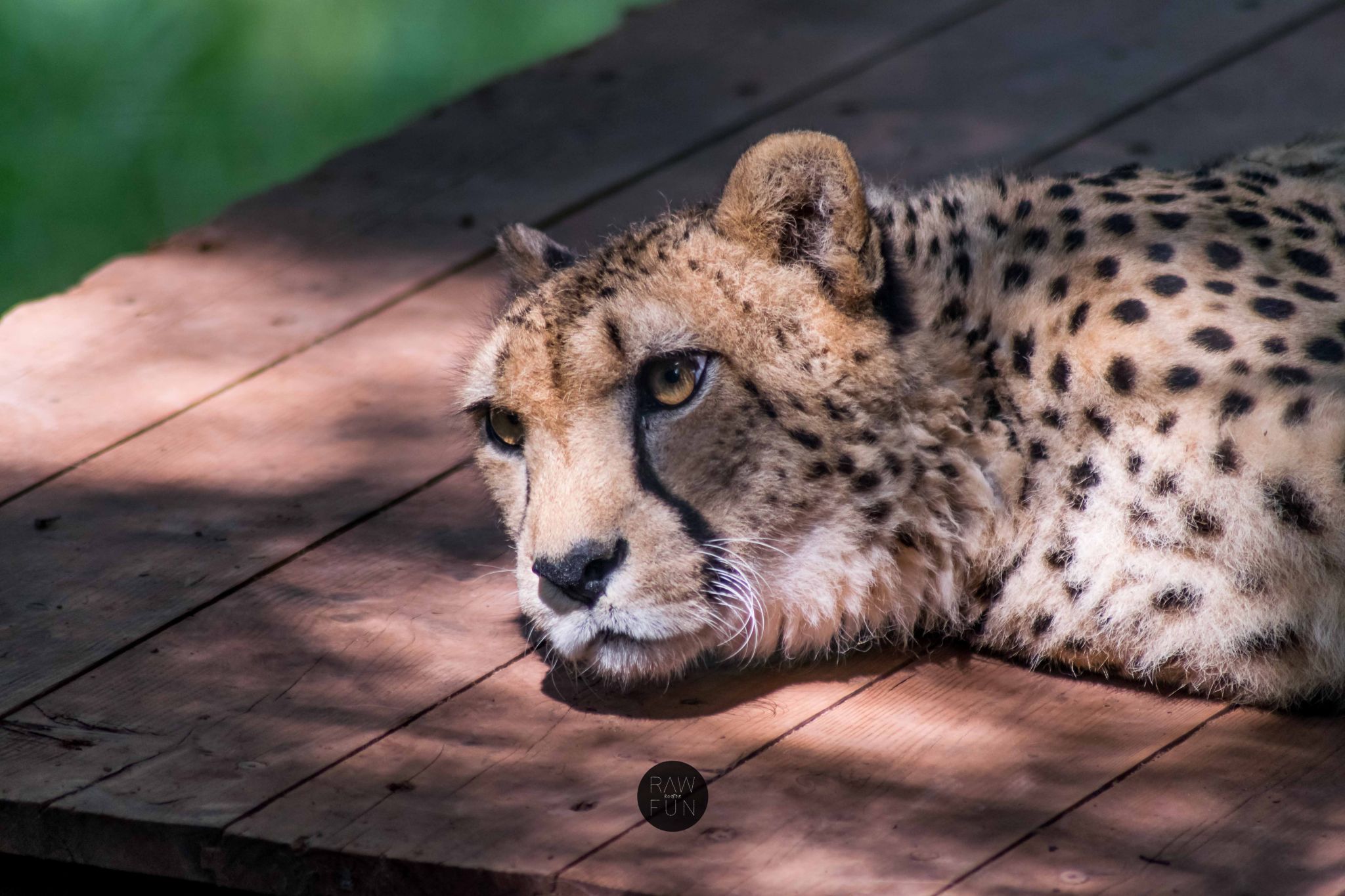 Zoo Erfurt, Germany