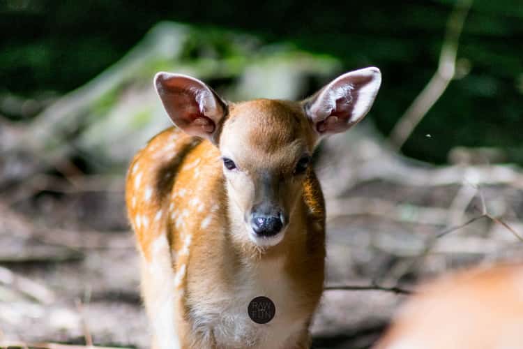 Zoo Erfurt