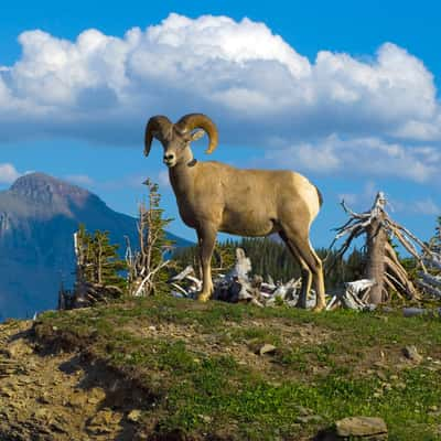 Bighorn Sheep at Logan Pass, USA