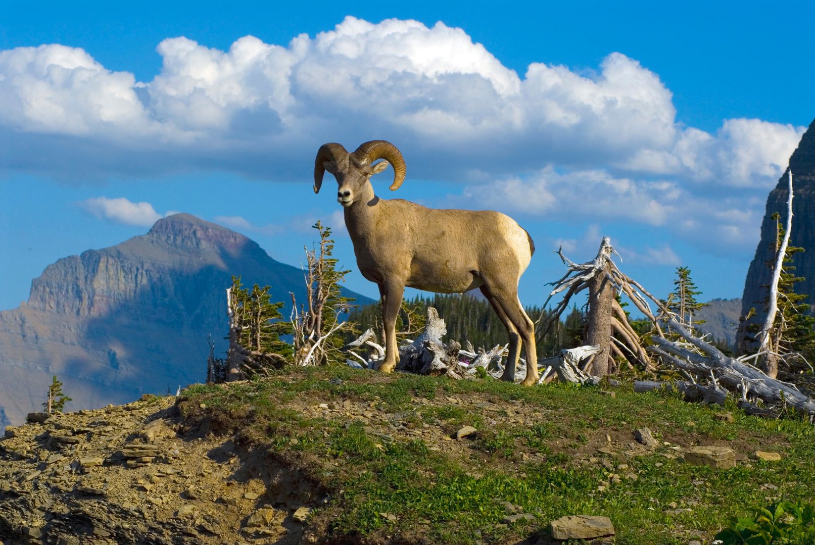 Bighorn Sheep at Logan Pass, USA