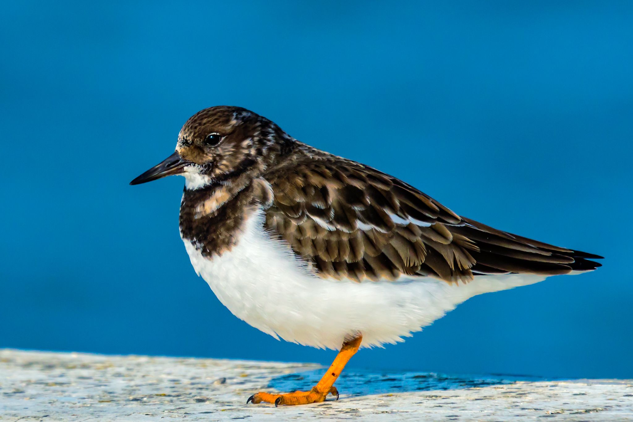 Birds around the pier of Oostende harbour, Belgium