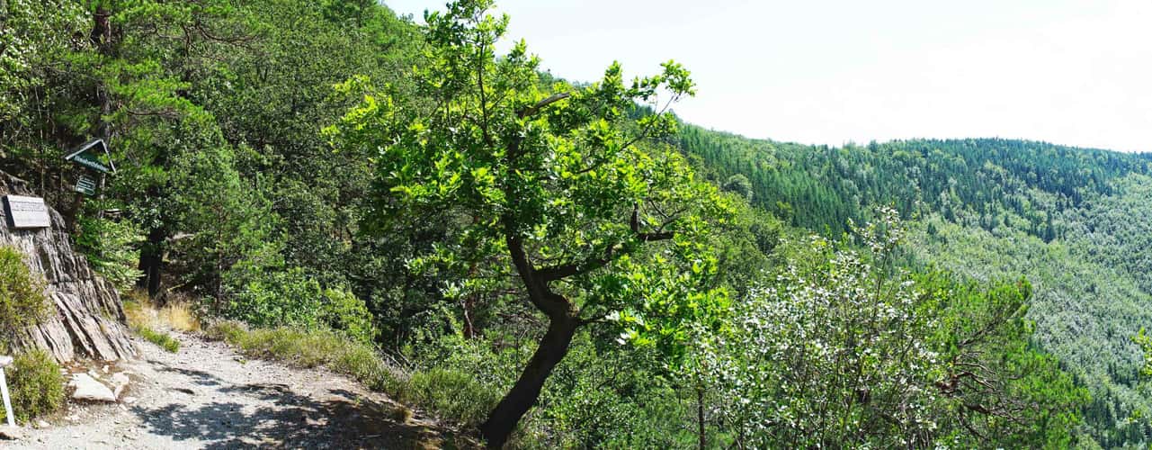 Elisabethfelsen - Schwarzatal