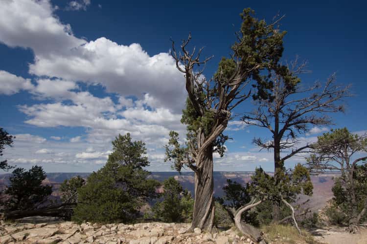 Grand Canyon South Rim Trail