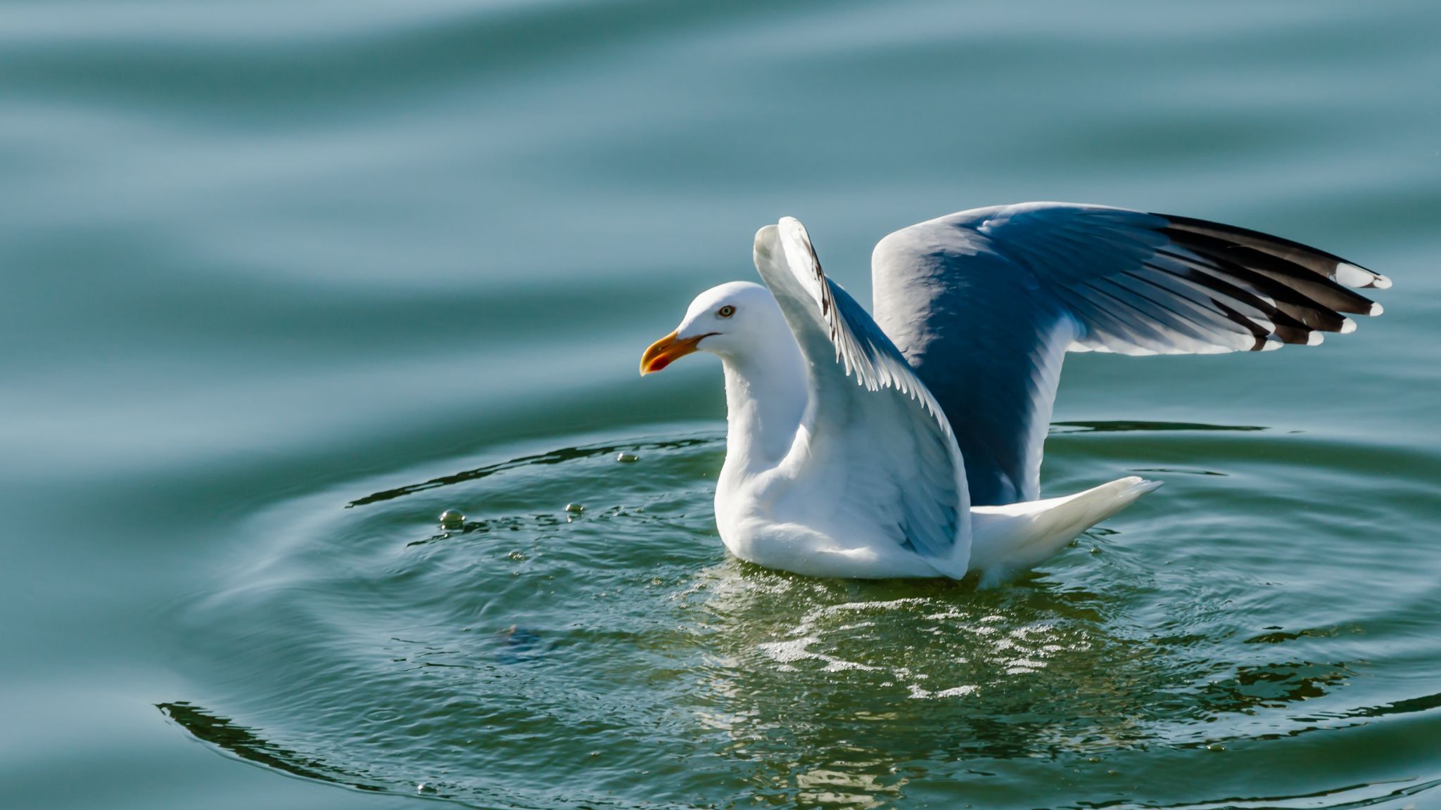 Lesser black-backed gull at the harbour of Oostende, Belgium