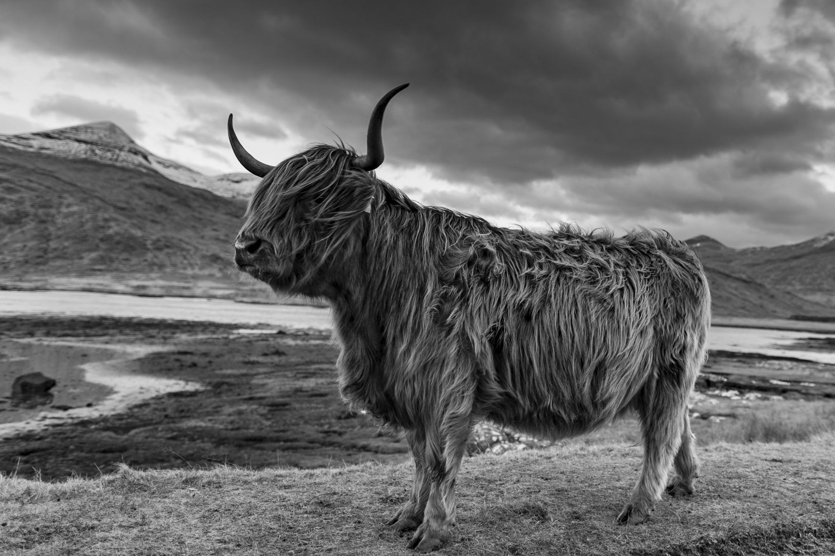 Highland Cattle on the Isle of Skye, United Kingdom