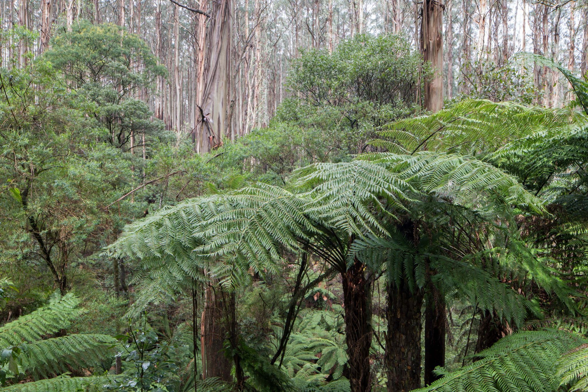 Lake Mountain, Australia