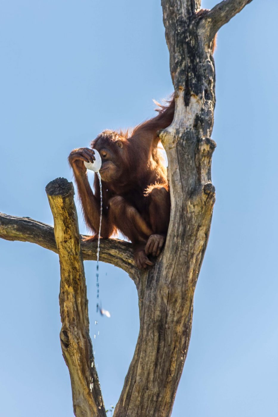 Leipzig Zoo, Germany