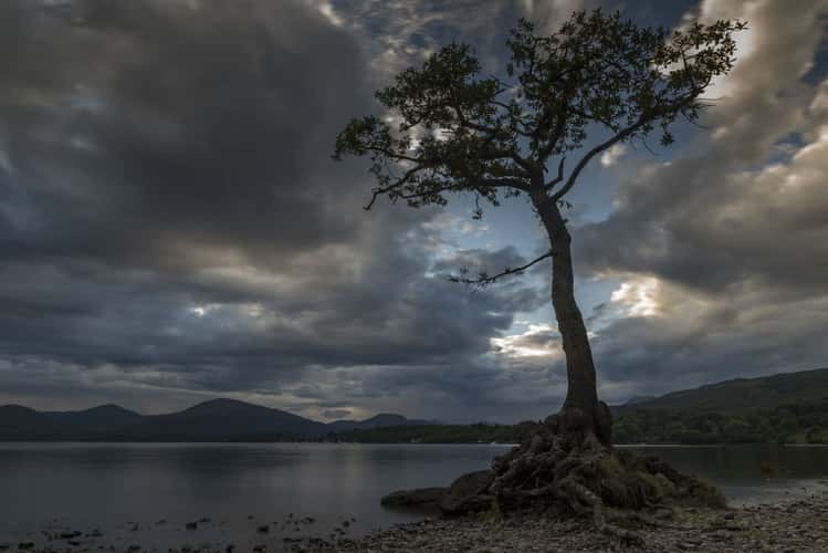 The lonely tree of Milarochy Bay