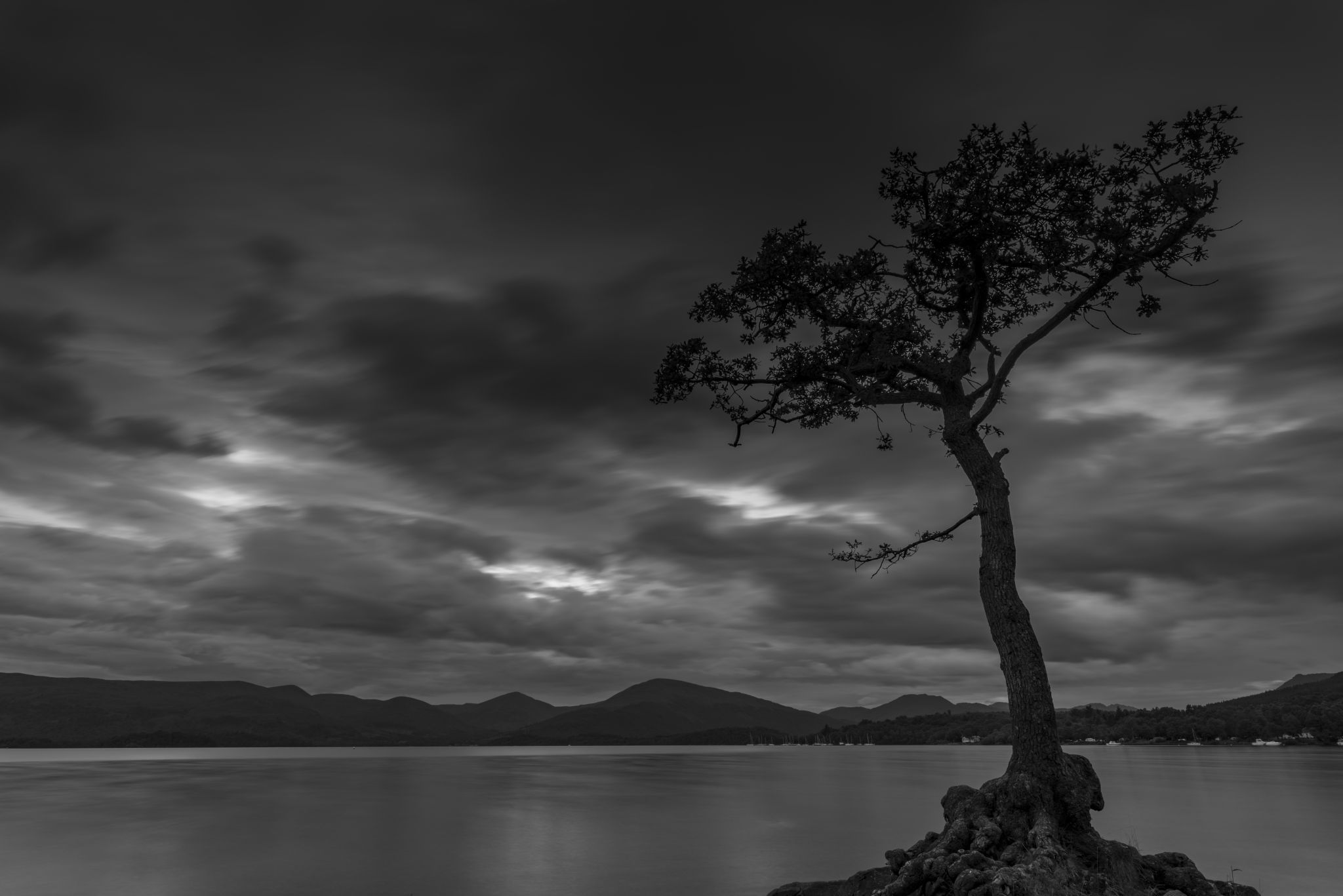 The lonely tree of Milarochy Bay, United Kingdom