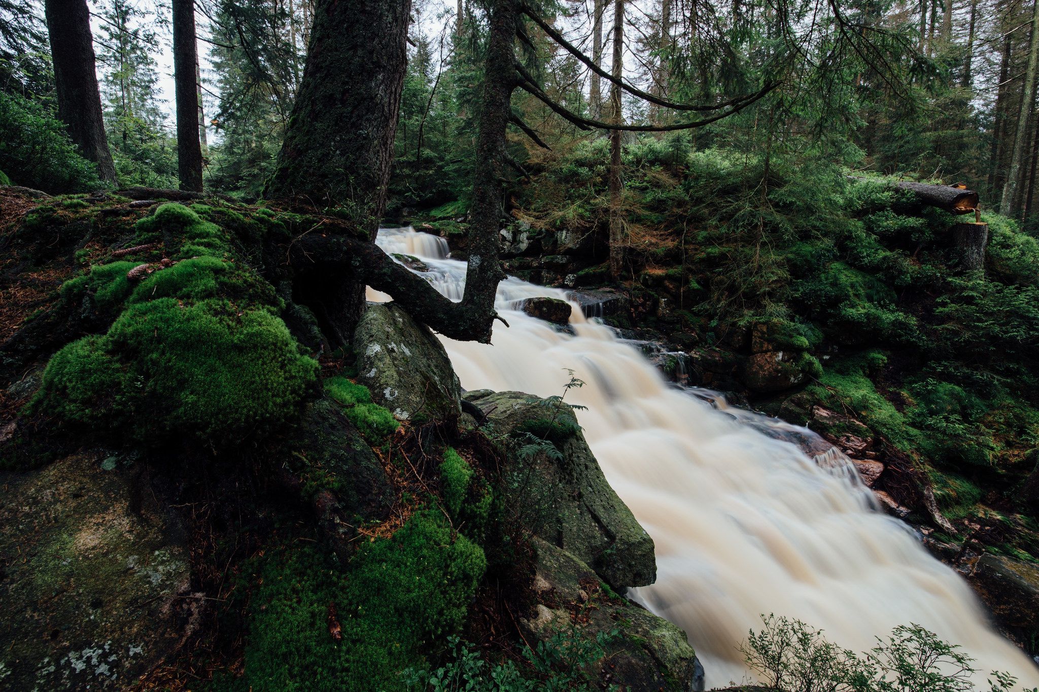 Oderteich, Germany