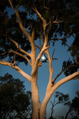 Set sun reflects off clouds to illuminate tree