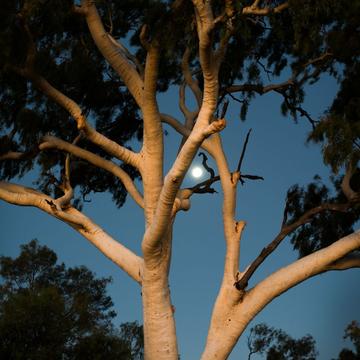 Set sun reflects off clouds to illuminate tree, Australia