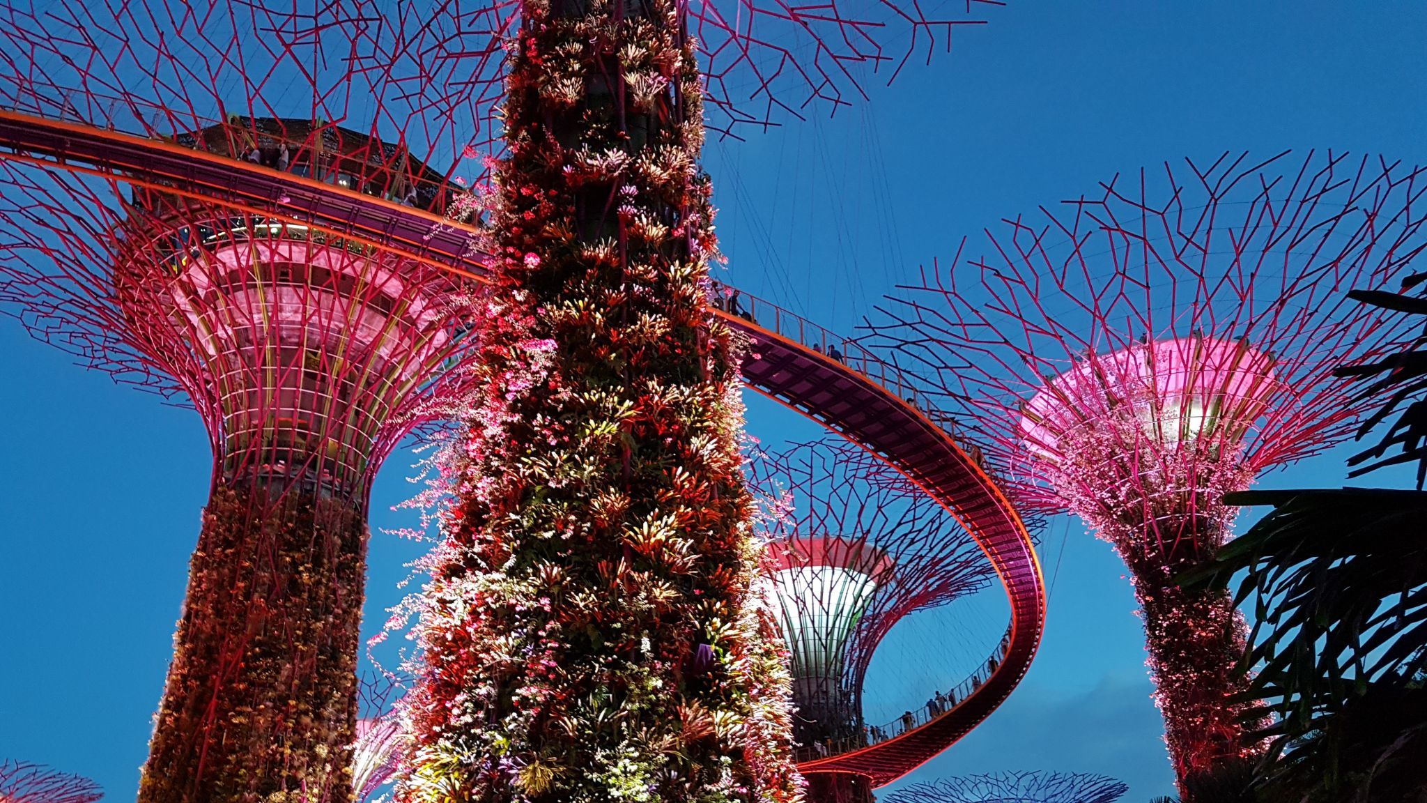 Supertree Grove - Gardens by the bay, Singapore, Singapore
