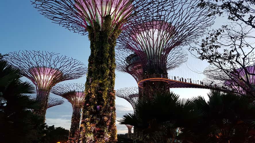 Supertree Grove - Gardens by the bay, Singapore