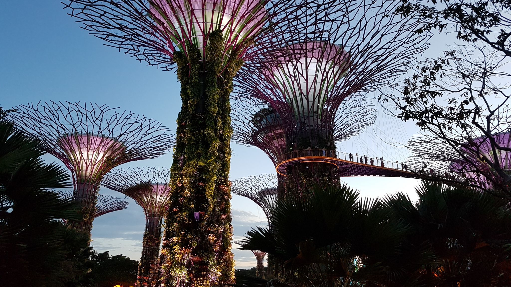 Supertree Grove - Gardens by the bay, Singapore, Singapore
