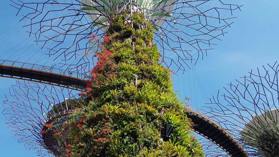 Supertree Grove, Gardens by the bay
