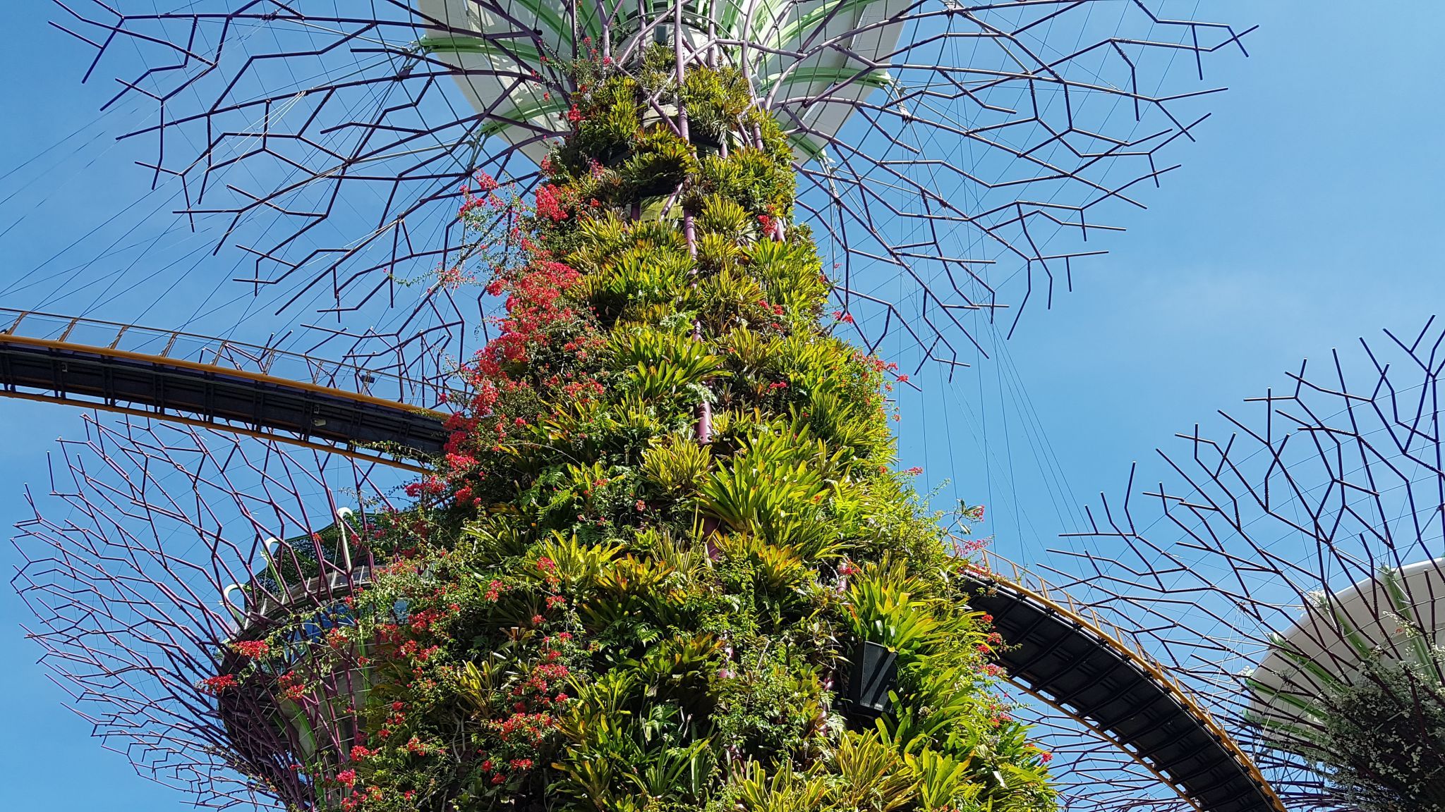 Supertree Grove, Gardens by the bay, Singapore