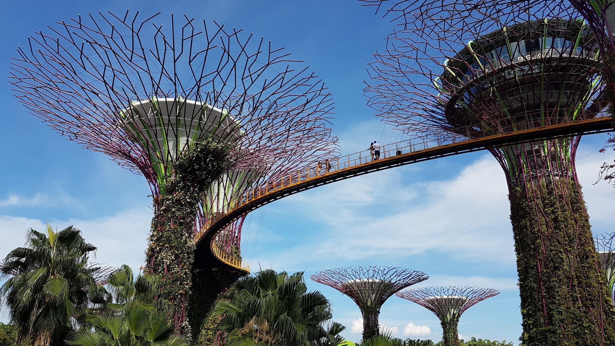 Supertree Grove, Gardens by the bay, Singapore